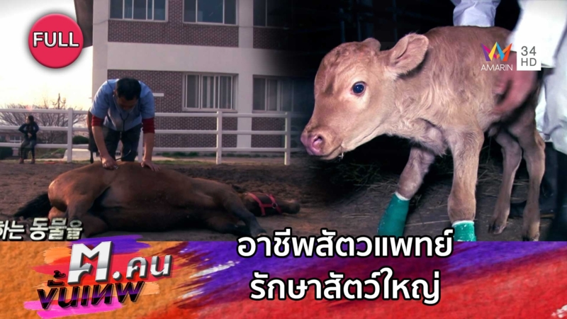 อาชีพสัตวแพทย์รักษาสัตว์ใหญ่ | ฅ.คนขั้นเทพ