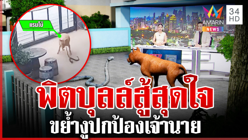 เดือด! พิตบุลล์ฟัดงูเลื้อยเข้าบ้าน แรมโบ้สู้สุดใจปกป้องเจ้านาย