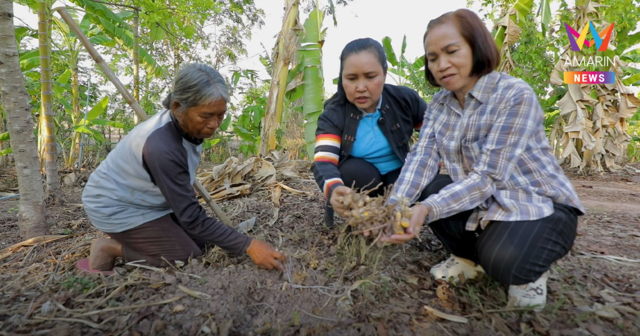 ขมิ้นชันร่องสวน อาชีพเสริมที่ช่วยเพิ่มรายได้ให้กับเกษตรกร