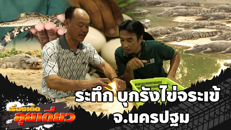 เรื่องเด็ดลุยเดี่ยว | ระทึก บุกรังไข่จระเข้ จ.นครปฐม