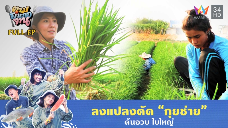 ลงแปลงตัด “กุยช่าย” ต้นอวบ ใบใหญ่ อ.ด่านมะขามเตี้ย จ.กาญจนบุรี
