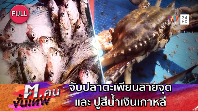 จับปลาตะเพียนลายจุด และ ปูสีน้ำเงินเกาหลี | ฅ.คนขั้นเทพ