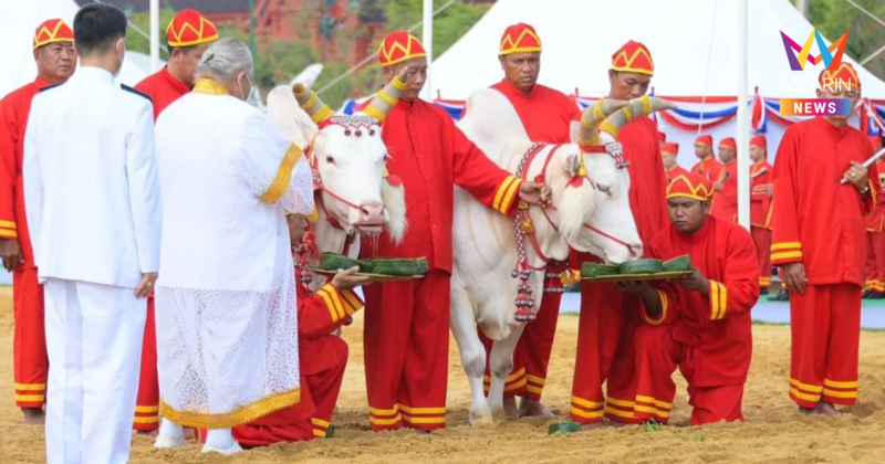 เปิดสถิติจานโปรดของ "พระโค" ย้อน 10 ปีพิธีแรกนาขวัญ ต้องกินสิ่งนี้ตลอด