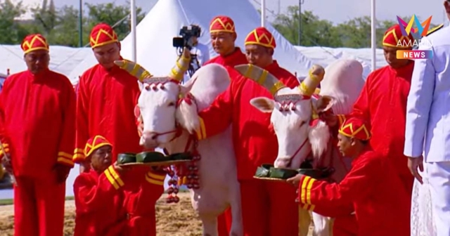 วันพืชมงคล พระยาแรกนาหยิบผ้า 5 คืบ พระโคเสี่ยงทายกิน น้ำ หญ้า เหล้า