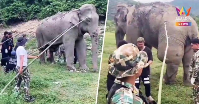 สุดยื้อช้างป่ากุยบุรีอักเสบขาซ้ายบวมตายแล้ว ชันสูตรซากพบถูกยิง 5 จุด