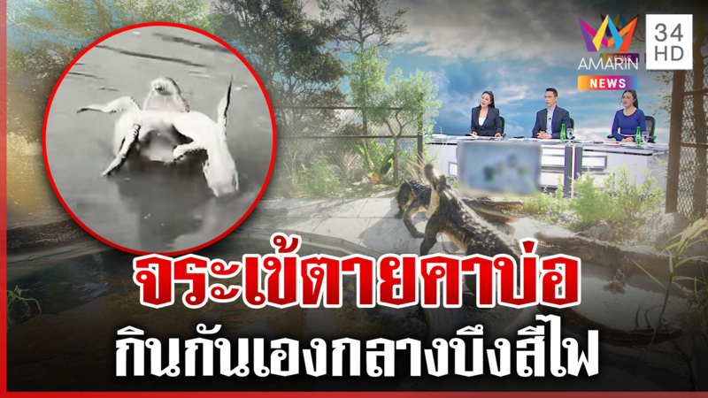 จระเข้หิวจัดกินกันเองตายเน่าคาบ่อ สั่งเร่งฟื้นฟูหวังดึง นทท. กลับมา
