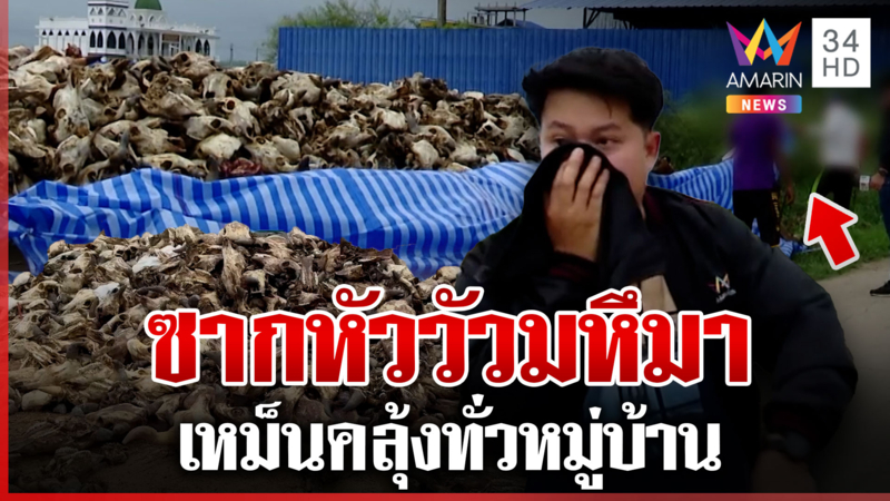 ปศุสัตว์รุดเก็บซากหัววัวตรวจโรค ทิ้งเกลื่อนคลองส่งน้ำ-กลิ่นคลุ้ง