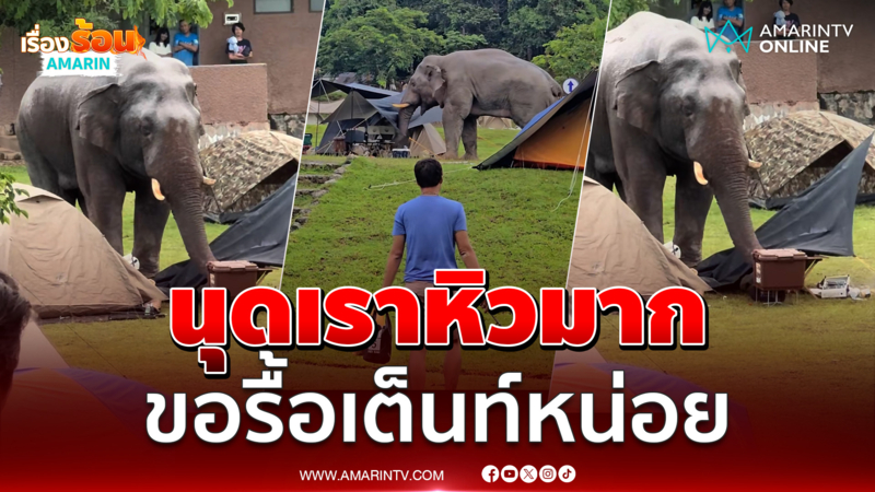 นทท.ผวาเจอช้างเขาใหญ่บุกรื้อเต็นท์เละ