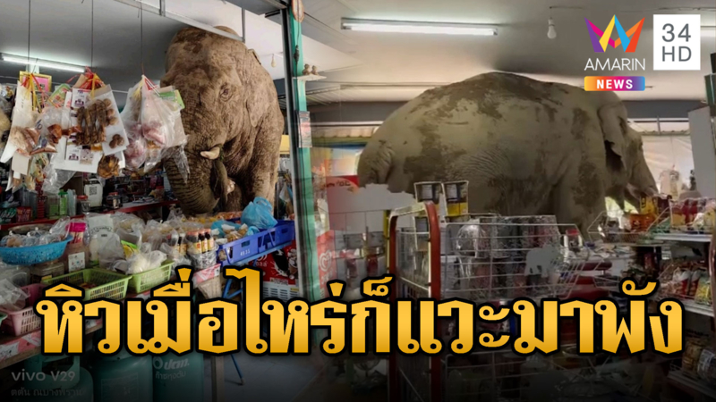 “พลายเบี่ยงเล็ก” ลูกค้า VIP เยี่ยมเยียนป่วนร้านชำ