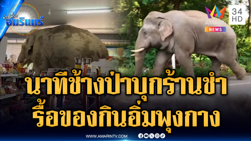 ช้างป่า “พลายเบี่ยงเล็ก” บุกหาของกินร้านชำพังเสียหาย