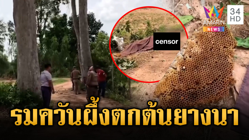 เซียนตีผึ้งปีนต้นยางนา ถูกต่อยร่วง 20 เมตรดับ