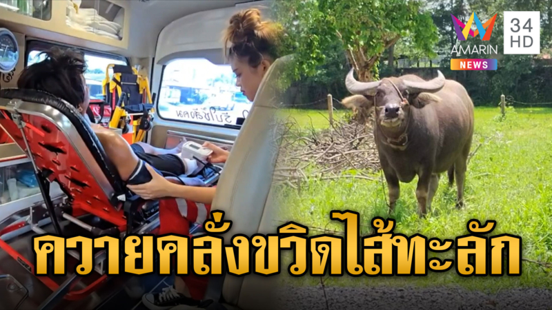 หนุ่มรับจ้างเลี้ยงควาย เจอควายคลั่ง ขวิดเข้าท้องไส้ทะลัก