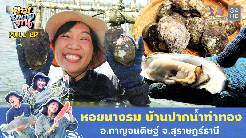 หอยนางรม บ้านปากน้ำท่าทอง อ.กาญจนดิษฐ์ จ.สุราษฎร์ธานี