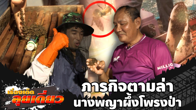 เรื่องเด็ดลุยเดี่ยว | ภารกิจตามล่านางพญาผึ้งโพรงป่า จ.นครปฐม