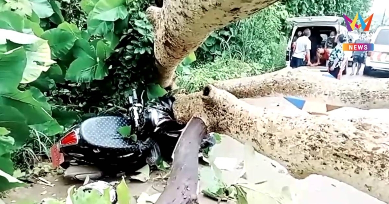 ฝนถล่มกาญจนบุรี ซัดต้นไม้ใหญ่ริมถนนล้มทับร่างหญิงวัย 43 ปี เสียชีวิต