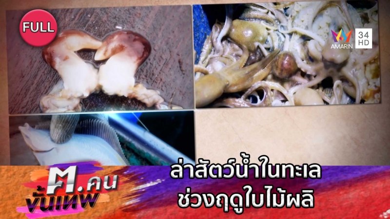 ล่าสัตว์น้ำในทะเลช่วงฤดูใบไม้ผลิ หอยแครงนก ปลาหมึกยักษ์ | ฅ.คนขั้นเทพ