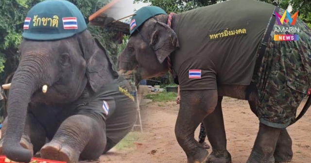สุดน่ารัก พลายมิ่งมงคล ใส่ชุดทหารรักชาติ ส่งกำลังให้พี่ๆทหารแนวชายแดน