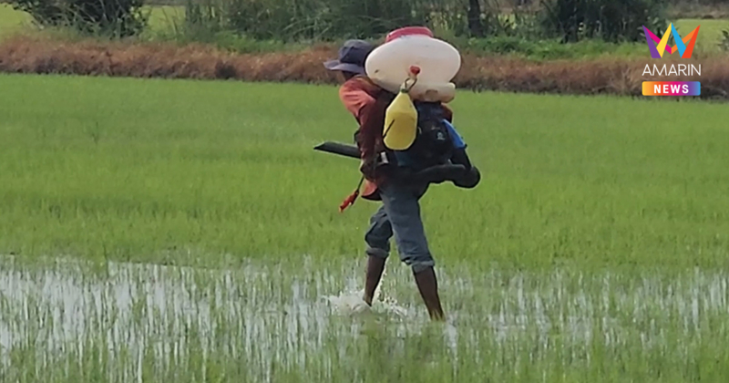 ชาวนาชัยนาทระทม โอดราคาข้าวร่วงเหลือตันละ 5,700 วอนรัฐบาลเร่งแก้