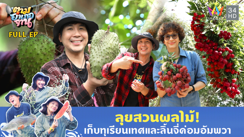 ลุยสวนผลไม้! เก็บทุเรียนเทศและลิ้นจี่ค่อมอัมพวา