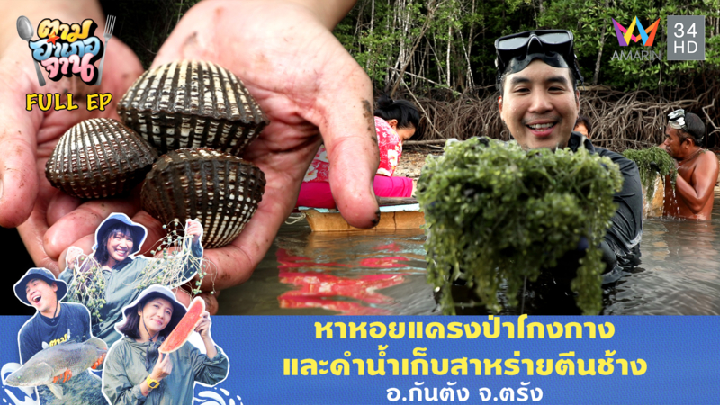 ลุนโคลนหาหอยแครงตัวใหญ่! และสาหร่ายตีนช้าง อ.กันตัง จ.ตรัง