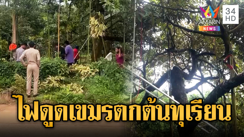 เศร้า !! หนุ่มเขมรตัดกิ่งทุเรียนไฟชอร์ตร่วงตกต้นดับ