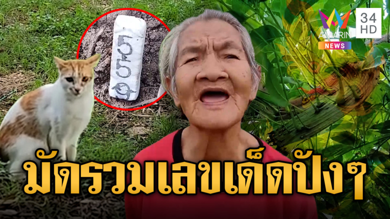 เอาใจนักเสี่ยงโชค แมวสู้งูสิง - สะเดาคล้ายพญานาค