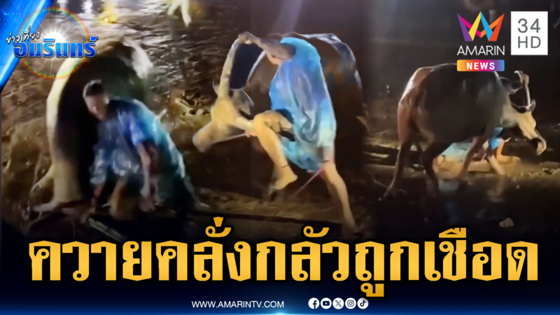 ควายคลั่งคนเกาะเขาควายโดนเหวี่ยง