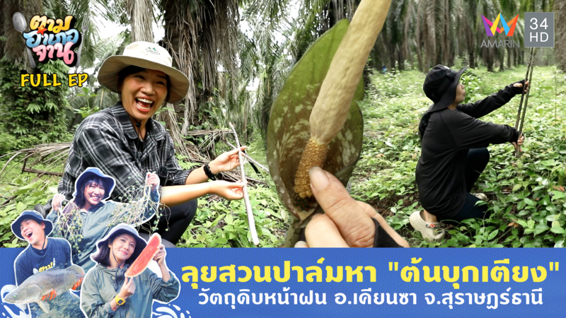 ลุยสวนปาล์ม หาต้นบุกเตียง วัตถุดิบหน้าฝน อ.เคียนซา จ.สุราษฏร์ธานี