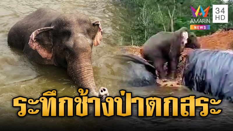 ช่วยระทึก 3 ชม.“ด้วนหูด่าง” ช้างป่าตกสระลึก 8 เมตร