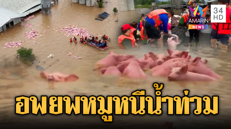เร่งอพยพหมู พันกว่าชีวิตหนีน้ำท่วม