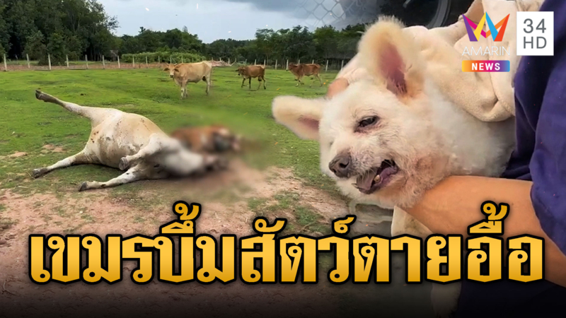 เขมรรัวยิงมั่ว ทำวัว-หมาตายเพียบ