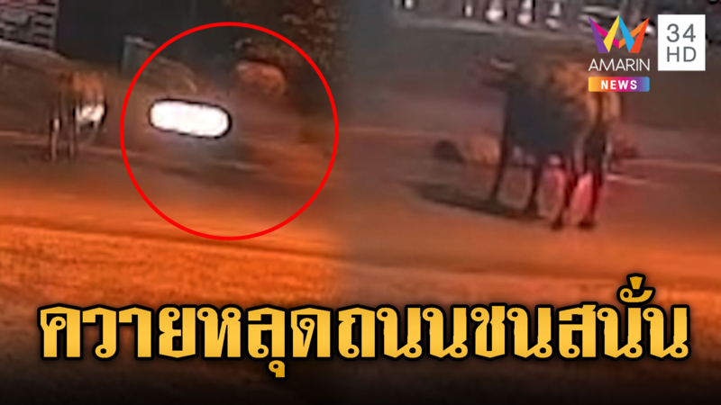 ปล่อยควายเดินถนน ทำไรเดอร์พุ่งชนสาหัส