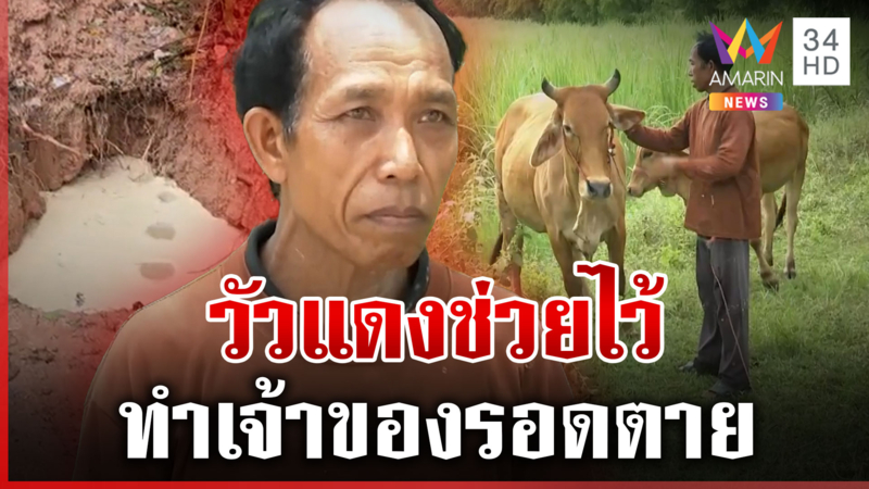 คุณวัวช่วย! ได้กลิ่นระเบิดพาเจ้าของรอด มีคนมาขอซื้อเพียบ