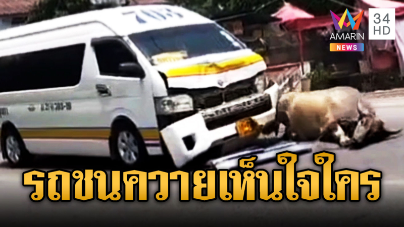 ควายหลุดถนน ถูกรถตู้ชนขาหักสาหัส