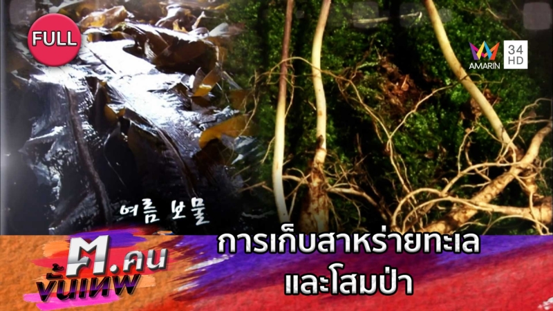 การเก็บสาหร่ายทะเลและโสมป่า | ฅ.คนขั้นเทพ