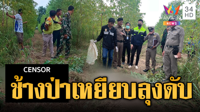 ช้างป่าโหด เหยียบลุง 69 เสียชีวิตคาที่