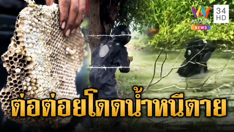 กู้ภัยตัดรังต่อหัวเสือดุ โดดหนีตายลงน้ำ