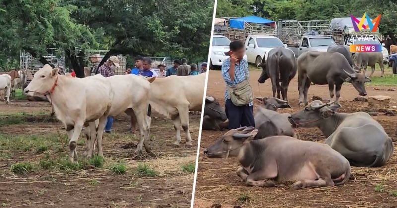 ชาวบ้านชายแดนไทย-กัมพูชา ตัดใจขายวัว-ควาย แม้ราคาจะตก หลังขาดรายได้