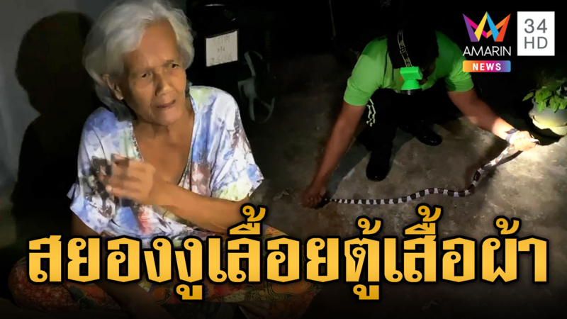 ผวายกครัว งูทับสมิงคลามาเยือนถึงบ้าน