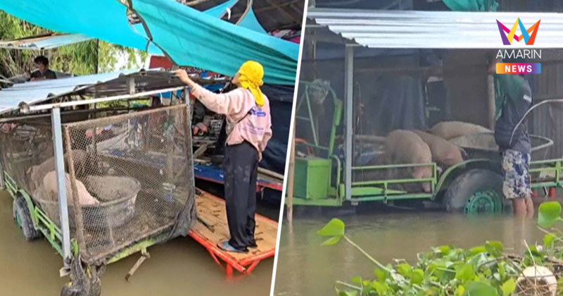 ชาวบ้านไม่ไว้วางใจ ย้ายหมูหนีน้ำท่วม หลังระดับน้ำนครสวรรค์ยังเพิ่มสูง