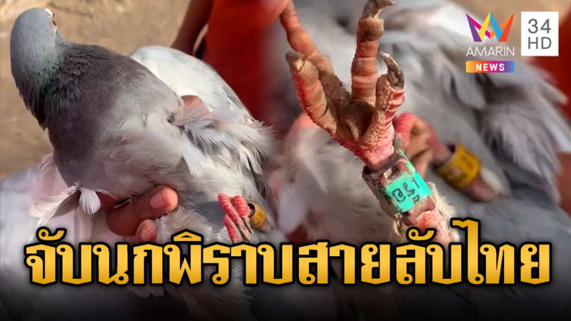 มั่ว! อ้างไทยส่งนกพิราบสื่อสารบุกเขมร
