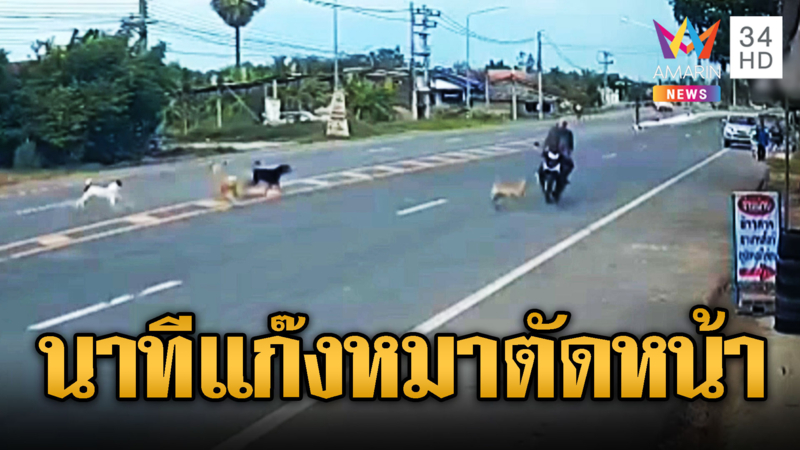หมาไล่กัดกันตัดหน้าจยย.ล้มคว่ำ