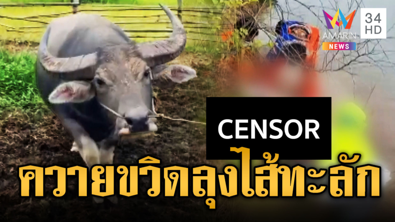 ควายคลั่ง! ขวิดลุงไส้ทะลักตายสยอง