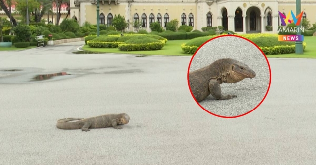 ฮือฮา! ตัวเงินตัวทอง โผล่หน้าตึกไทยฯ โชว์ตัวในวันทำเนียบเงียบเหงา
