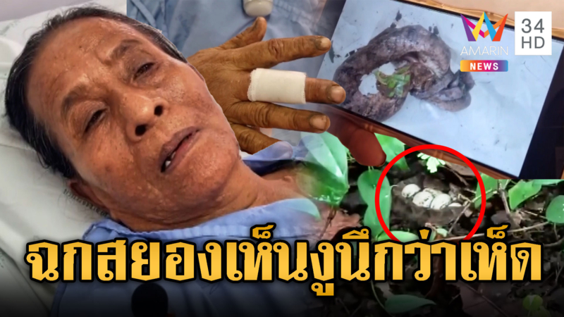 เห็นไข่งูนึกว่าเห็ด ยื่นมือเก็บถูกฉกหามส่งรพ.