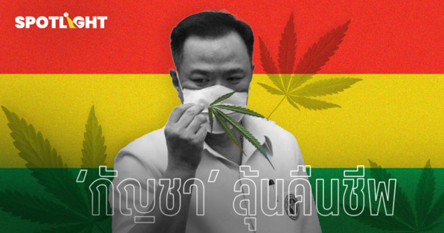 จับตานโยบาย ‘กัญชา’ ลุ้นคืนชีพ ซื้อขายคล่องขึ้น ในยุคนายกฯ อนุทิน