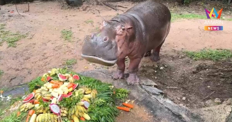 ฉลองวันเกิด“แม่มะลิ”ครบ 60 ปี ฮิปโปโปเตมัสอายุยืนที่สุดในไทย