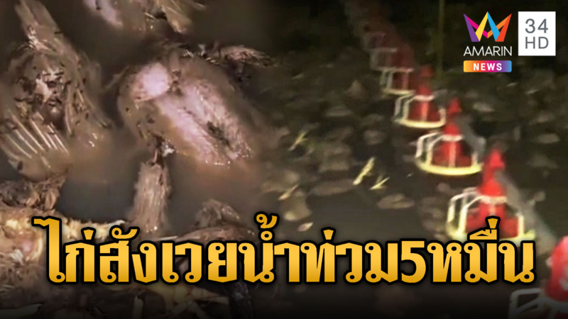 เล้าไก่อ่วม สังเวยน้ำท่วม 50,000 ชีวิต