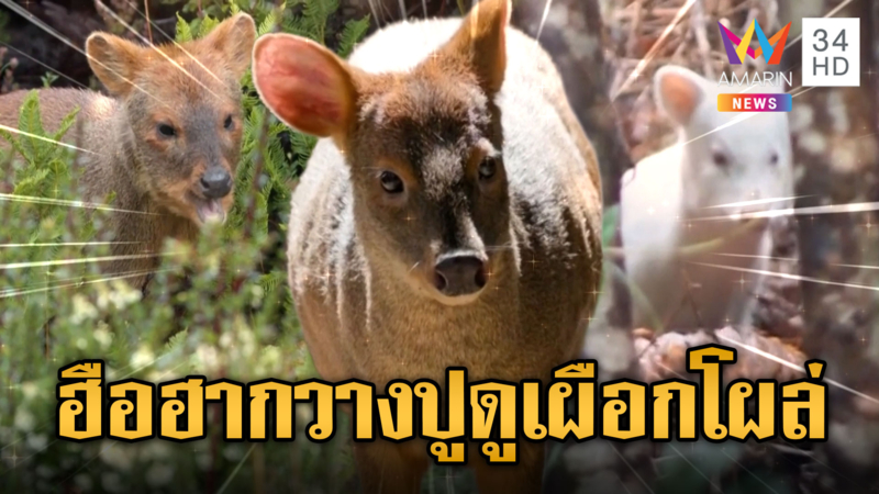 โลกฮือฮา! กวางปูดูเผือกโผล่กลางป่าชิลี