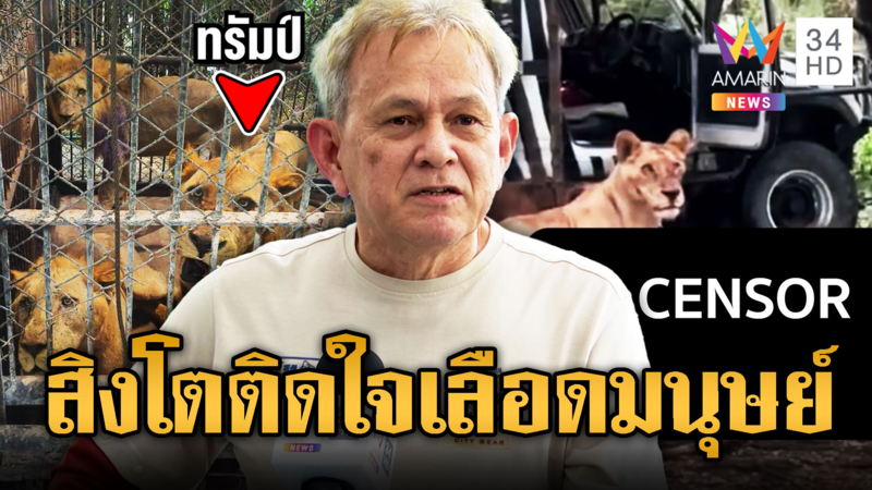 โรเจอร์ เตือน ระวัง สิงโตติดใจเลือดมนุษย์ หลังได้ลิ้มลอง